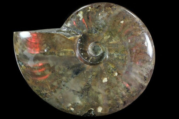 Iridescent Red Flash Ammonite - Madagascar #81383